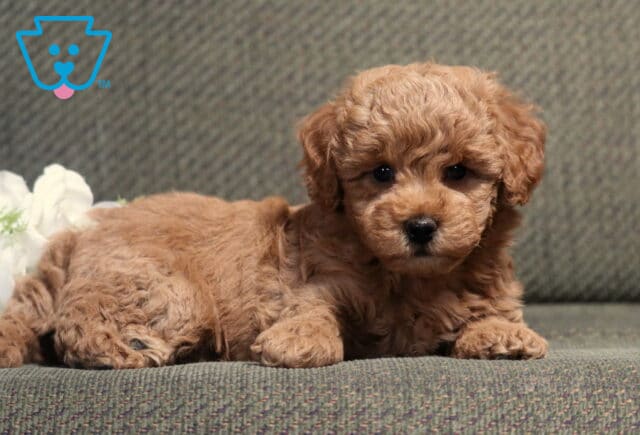 Tiny apricot Bichpoo puppy with a soft, curly coat relaxing on a gray couch beside white roses, resting comfortably while gazing at the camera with an adorable teddy bear face. image
