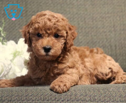 Adorable apricot Bichpoo puppy with a fluffy, curly coat lying on a gray couch beside white roses, looking directly at the camera with bright eyes and a calm, cuddly expression.