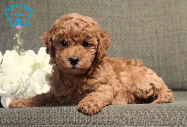 Adorable apricot Bichpoo puppy with a fluffy, curly coat lying on a gray couch beside white roses, looking directly at the camera with bright eyes and a calm, cuddly expression. image