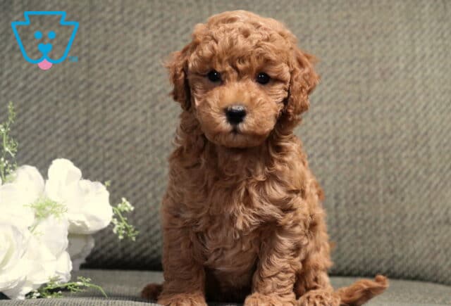 Fluffy apricot Bichpoo puppy sitting upright on a gray couch beside white roses, showing off a curly teddy bear coat while gazing sweetly into the camera. image