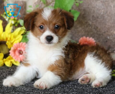 Hunter Corgi Mix