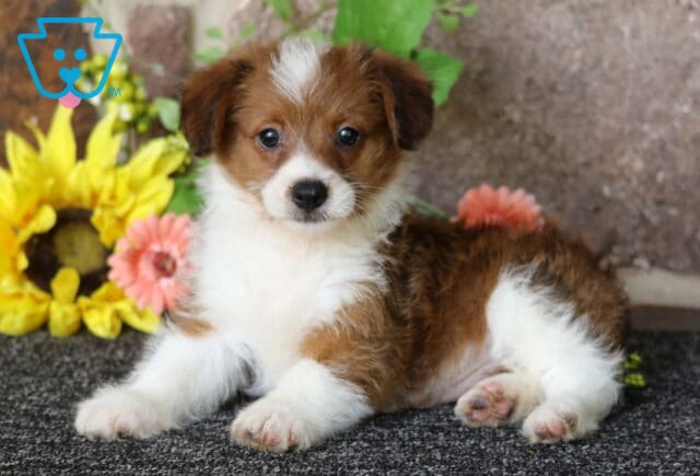 Hunter Corgi Mix image
