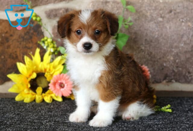 Hunter Corgi Mix2 image