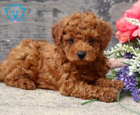 Sweet red Mini Poodle puppy with a plush curly coat resting beside a bouquet of pink and purple flowers, posing calmly on a stone surface in front of a rustic wooden backdrop.