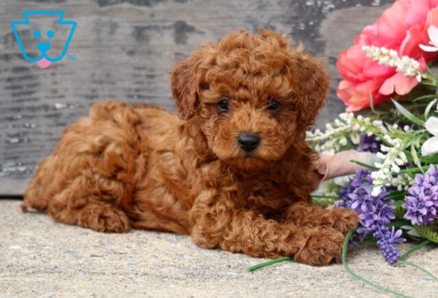Sweet red Mini Poodle puppy with a plush curly coat resting beside a bouquet of pink and purple flowers, posing calmly on a stone surface in front of a rustic wooden backdrop. image