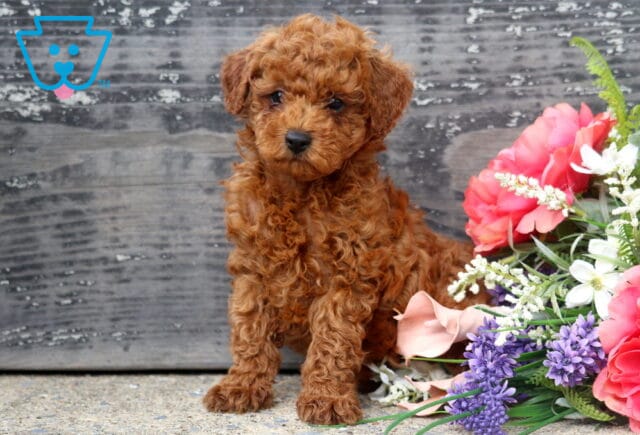 Handsome red Mini Poodle puppy with a rich curly coat sitting proudly beside a colorful bouquet of flowers, photographed against a rustic weathered wood backdrop with an alert, curious expression. image