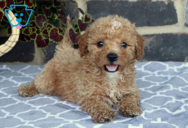 Jack Toy Goldendoodle image
