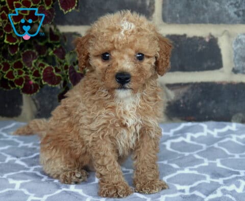 Jack Toy Goldendoodle2