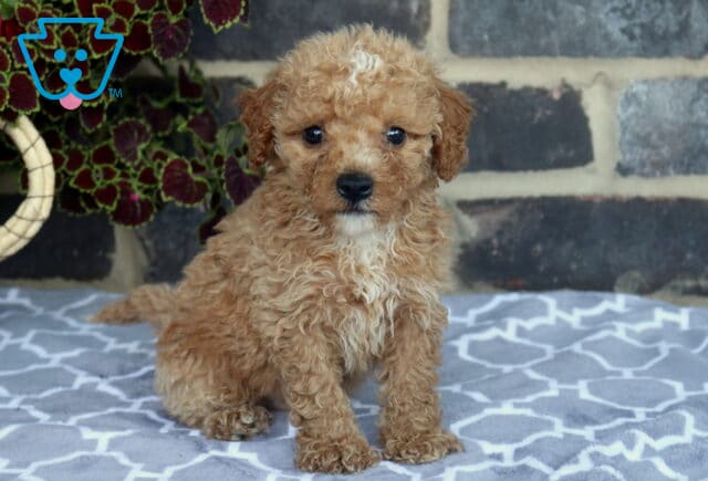 Jack Toy Goldendoodle2 image