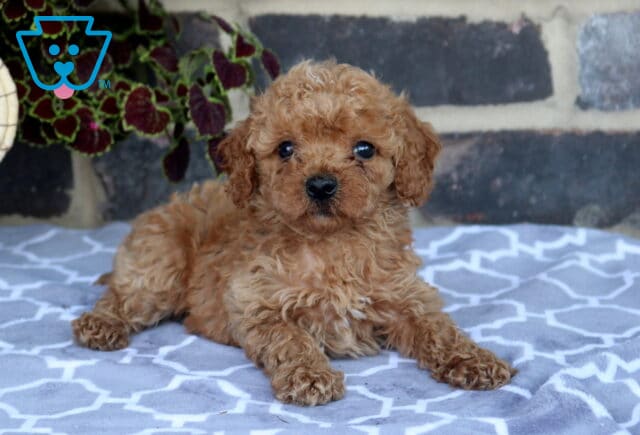 Tiny Toy Goldendoodle puppy lounging on a patterned blanket, showing off a fluffy apricot coat, bright eyes, and a calm, cuddly expression. image