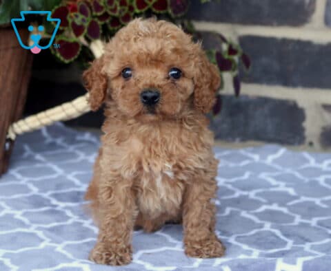 Fluffy Toy Goldendoodle puppy sitting on a soft patterned blanket with a rich apricot curly coat, sweet round eyes, and an alert, lovable expression.