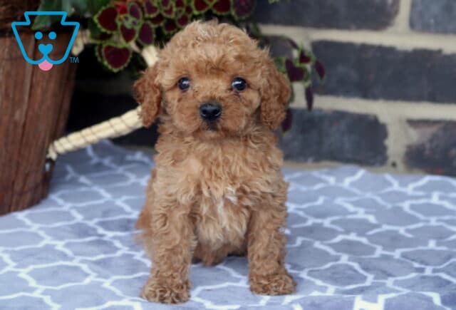 Fluffy Toy Goldendoodle puppy sitting on a soft patterned blanket with a rich apricot curly coat, sweet round eyes, and an alert, lovable expression. image