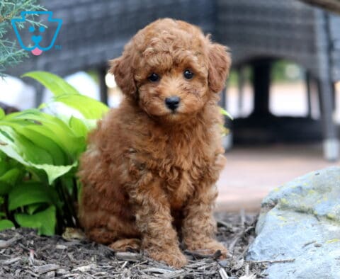 Jasmine Mini Poodle