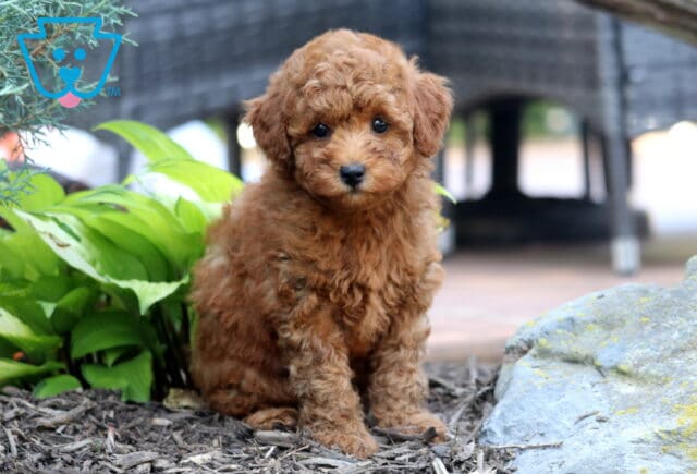 Jasmine Mini Poodle image