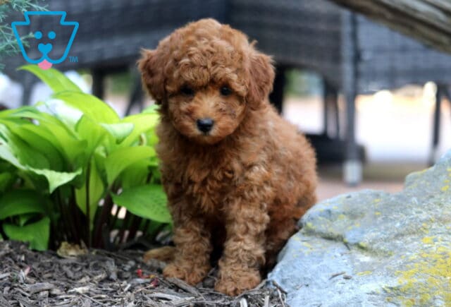 Jasmine Mini Poodle2 image