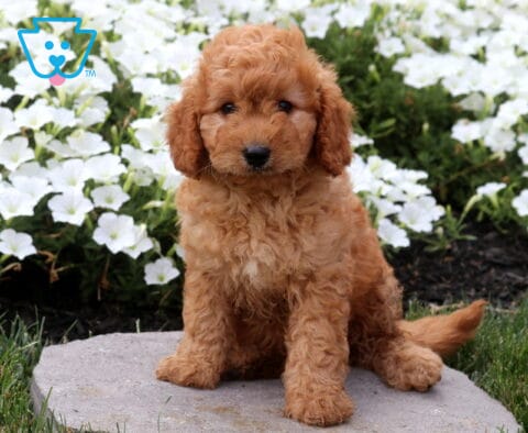 Adorable apricot Cavapoo puppy sitting on a stone paver with a soft wavy coat, surrounded by blooming white flowers and lush green grass in a peaceful garden setting.