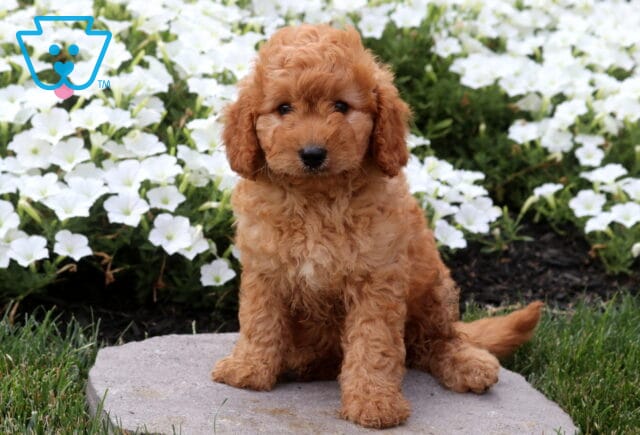 Adorable apricot Cavapoo puppy sitting on a stone paver with a soft wavy coat, surrounded by blooming white flowers and lush green grass in a peaceful garden setting. image
