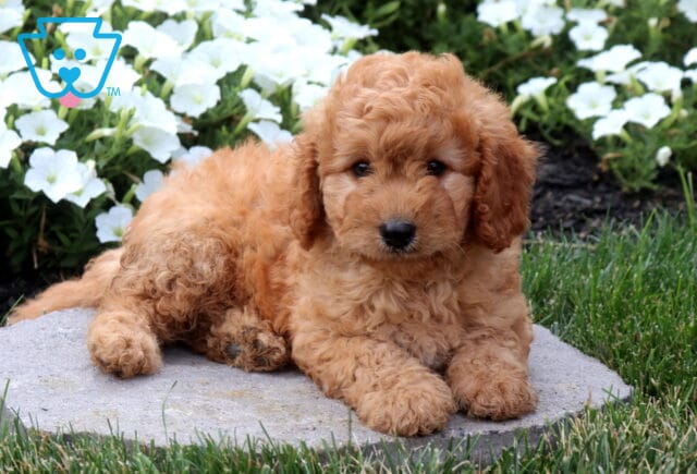 Sweet apricot Cavapoo puppy relaxing on a stone paver with a fluffy, curly coat, framed by vibrant white flowers and green grass in a charming outdoor garden. image