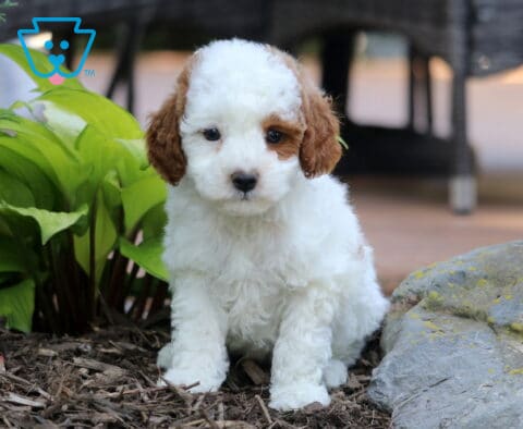 Jax Mini Poodle