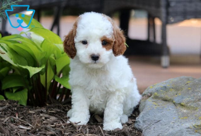 Jax Mini Poodle image