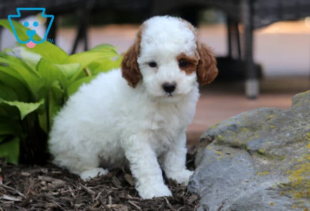 Jax Mini Poodle2 image