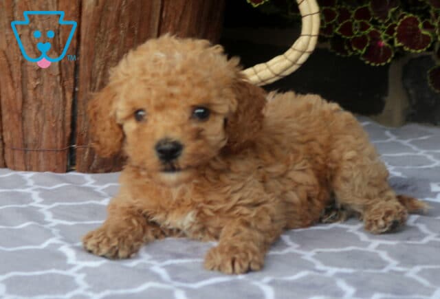 Jazzy Toy Goldendoodle image