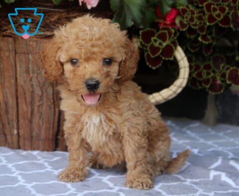 Jazzy Toy Goldendoodle2