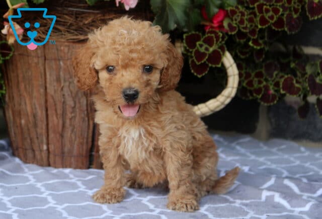 Jazzy Toy Goldendoodle2 image