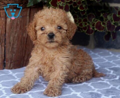 Sweet Toy Goldendoodle puppy sitting on a patterned blanket with a soft apricot curly coat, bright eyes, and a relaxed pose that highlights its fluffy teddy bear appearance.