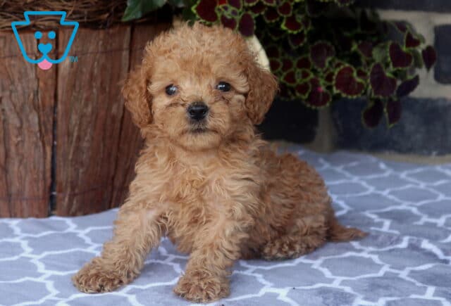 Jessie Toy Goldendoodle image