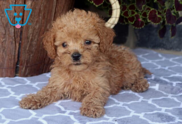 Jessie Toy Goldendoodle2 image