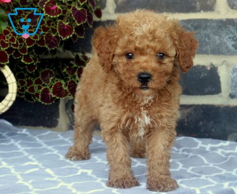 Curly apricot Toy Goldendoodle puppy standing on a patterned blanket, gazing sweetly at the camera with a fluffy coat and white chest patch.