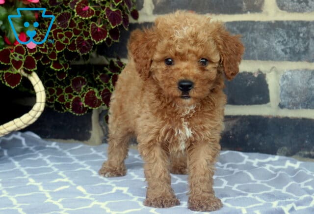 Curly apricot Toy Goldendoodle puppy standing on a patterned blanket, gazing sweetly at the camera with a fluffy coat and white chest patch. image