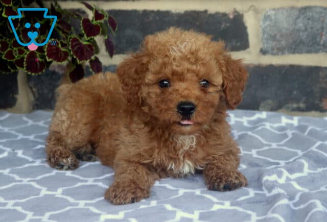 Fluffy Toy Goldendoodle puppy relaxing on a soft patterned blanket with its tiny tongue peeking out, showing an adorable expression and a white chest marking. image
