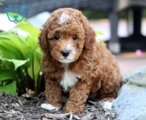 Jojo Mini Poodle