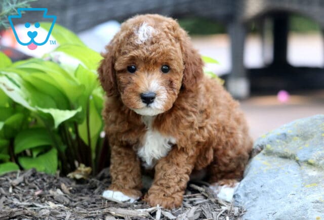 Jojo Mini Poodle image