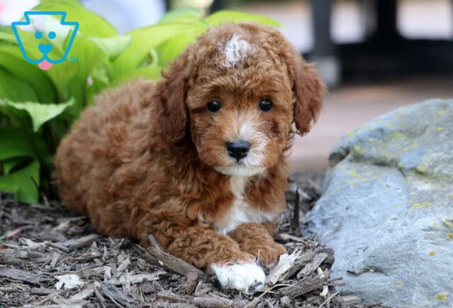 Jojo Mini Poodle2 image