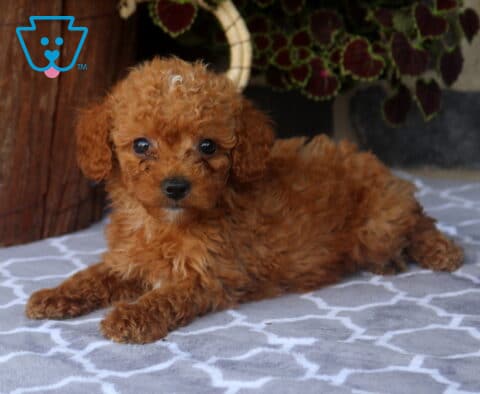 Jolly Toy Goldendoodle