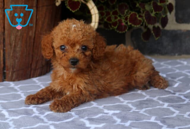 Jolly Toy Goldendoodle image