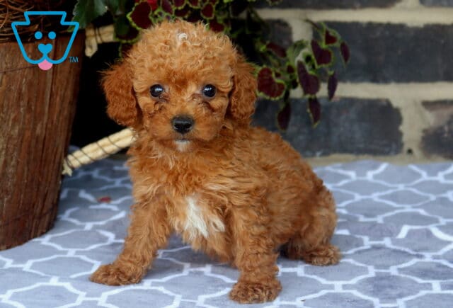 Jolly Toy Goldendoodle2 image