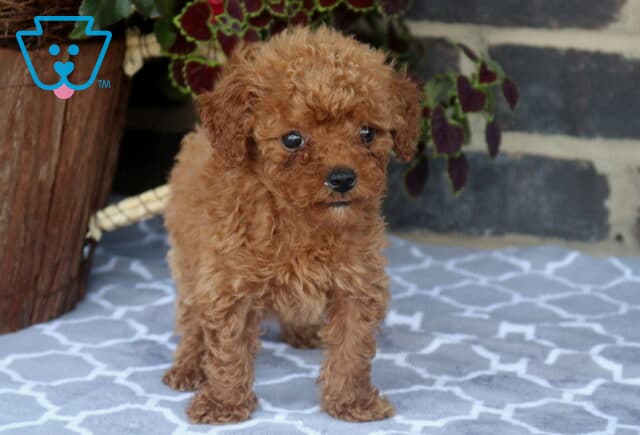 Tiny Toy Goldendoodle puppy standing on a patterned blanket, showing off a rich red-apricot curly coat, bright eyes, and a curious, ready-to-explore expression. image