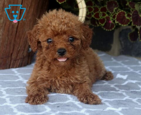 Adorable Toy Goldendoodle puppy relaxing on a patterned blanket with a fluffy red-apricot coat, tiny tongue peeking out, and a playful, happy expression.