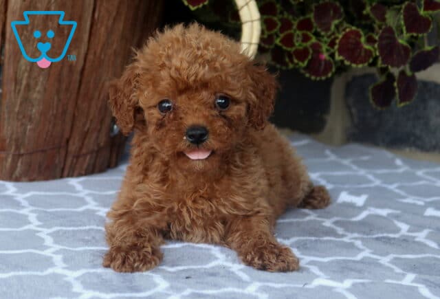 Adorable Toy Goldendoodle puppy relaxing on a patterned blanket with a fluffy red-apricot coat, tiny tongue peeking out, and a playful, happy expression. image