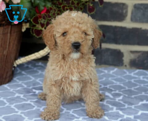 Curly-coated Toy Goldendoodle puppy sitting proudly on a patterned blanket, featuring a soft apricot coat, tiny white chest patch, and a gentle, inquisitive expression.