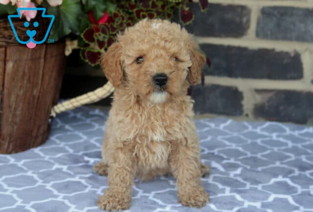 Curly-coated Toy Goldendoodle puppy sitting proudly on a patterned blanket, featuring a soft apricot coat, tiny white chest patch, and a gentle, inquisitive expression. image