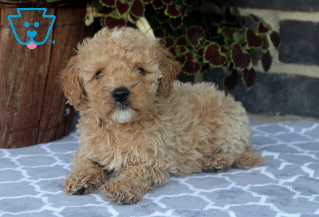 Fluffy Toy Goldendoodle puppy relaxing on a patterned blanket with a light apricot curly coat, adorable white chin, and a calm, laid-back expression. image