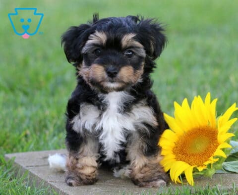 Fluffy tri-color Yorkiepoo puppy sitting on a stone paver beside a bright yellow sunflower, featuring soft black, tan, and white fur, a teddy bear face, and an attentive, lovable expression.