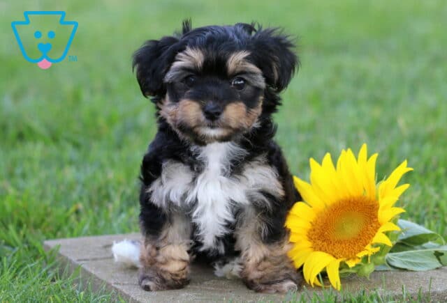 Fluffy tri-color Yorkiepoo puppy sitting on a stone paver beside a bright yellow sunflower, featuring soft black, tan, and white fur, a teddy bear face, and an attentive, lovable expression. image