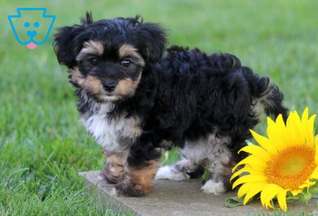 Curly-coated tri-color Yorkiepoo puppy standing on a stone path beside a vibrant sunflower, displaying soft black, tan, and white markings with a curious expression and fluffy, wavy fur. image