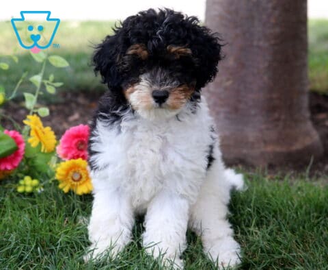 Kayla Mini Poodle